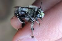 Anthophora plumipes