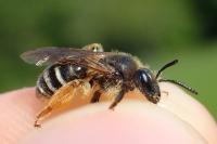 Andrena florivaga