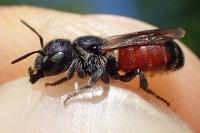 Osmia andrenoides