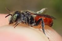 Osmia andrenoides