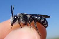 Andrena agilissima