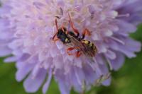 Nomada