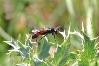 Macrophya annulata