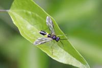 Tenthredo temula