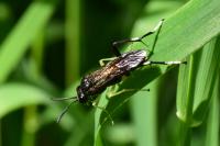 Macrophya montana