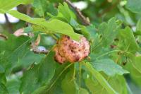 Biorhiza pallida