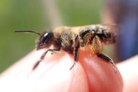 Andrena nigroaenea