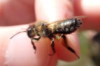 Andrena nigroaenea