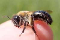 Andrena nitida