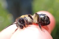 Andrena nitida