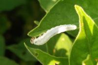 Monostegia abdominalis