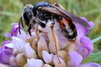 Andrena hattorfiana