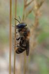 Hoplitis tridentata
