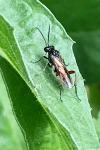 Macrophya sanguinolenta