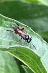 Macrophya sanguinolenta