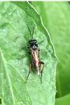 Macrophya sanguinolenta