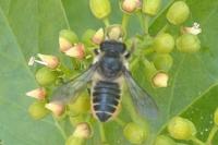 Megachile centuncularis