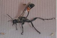 Prionyx kirbii
