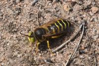 Bembix rostrata