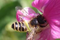 Megachile ericetorum