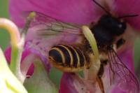 Megachile ericetorum