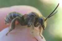 Macropis europaea