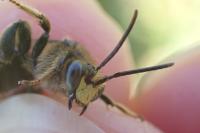 Macropis europaea