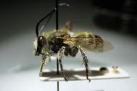Eucera longicornis