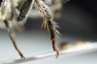 Eucera longicornis