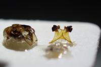 Eucera longicornis