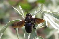 Xylocopa valga
