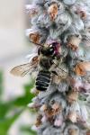 Megachile ericetorum