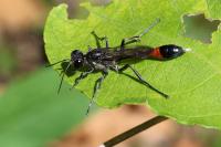 Ammophila sabulosa