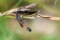 Ammophila sabulosa