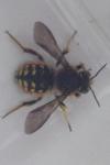 Anthidium manicatum