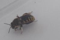 Anthidium manicatum