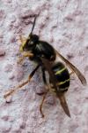 Dolichovespula media