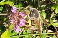 Bembix rostrata