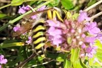 Bembix rostrata