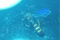 Metopius fuscipennis