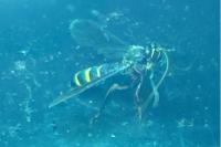 Metopius fuscipennis