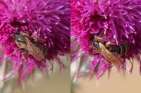 Halictus scabiosae