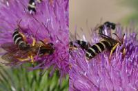 Halictus scabiosae