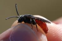Sphecodes albilabris