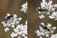 Lestica clypeata