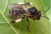 Macropis europaea