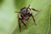 Macropis europaea