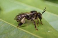 Macropis europaea