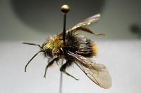 Bombus pratorum