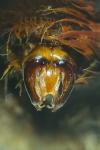Bombus pratorum
